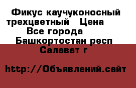 Фикус каучуконосный трехцветный › Цена ­ 500 - Все города  »    . Башкортостан респ.,Салават г.